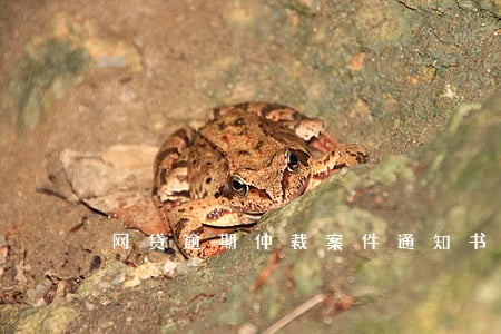 网贷逾期仲裁案件通知书什么样 网贷逾期仲裁案件通知书什么样