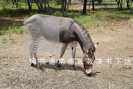 网贷逾期仲裁裁决书下达方式 网贷逾期仲裁裁决书下达方式