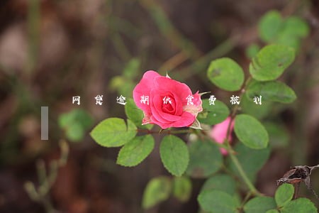 网贷逾期伙食费被划 网贷逾期伙食费被划