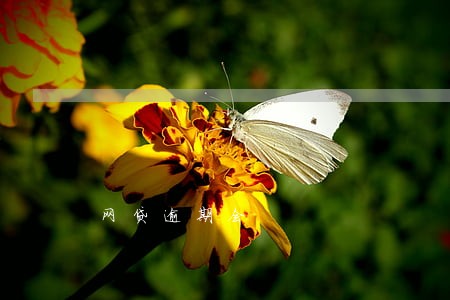 网贷逾期会 网贷逾期会