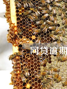 网贷逾期会一直扣款吗 网贷逾期会一直扣款吗