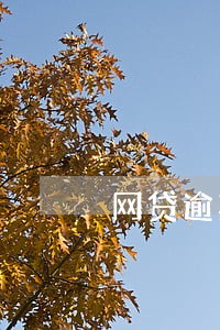 网贷逾期会上失信 网贷逾期会上失信