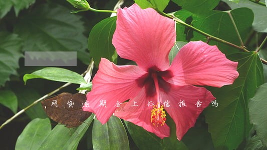 网贷逾期会上征信报告吗 网贷逾期会上征信报告吗