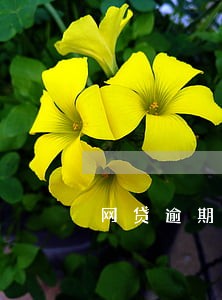 网贷逾期会上门核实吗 网贷逾期会上门核实吗