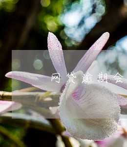 网贷逾期会不会上法院 网贷逾期会不会上法院