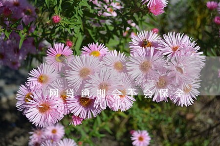 网贷逾期会不会保全 网贷逾期会不会保全