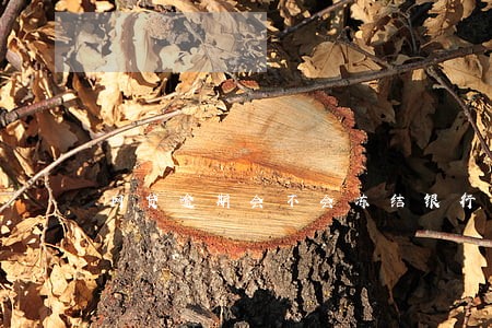 网贷逾期会不会冻结银行卡吗