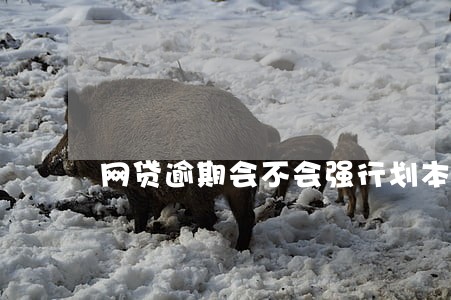 网贷逾期会不会强行划本人的财产 网贷逾期会不会强行划本人的财产