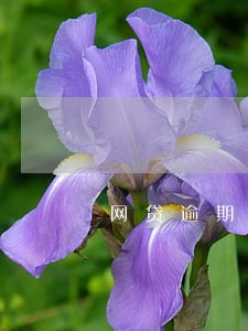 网贷逾期会不会影响父母的医保 网贷逾期会不会影响父母的医保