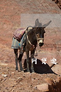 网贷逾期会不会影响贷款买房 网贷逾期会不会影响贷款买房