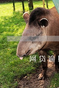 网贷逾期会不会打死我