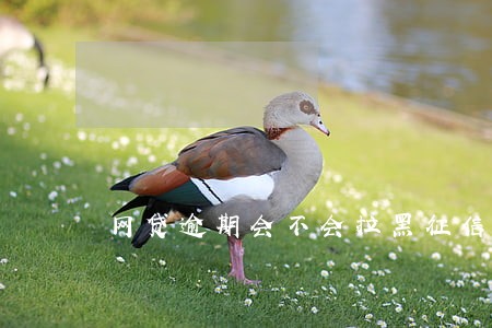 网贷逾期会不会拉黑征信 网贷逾期会不会拉黑征信