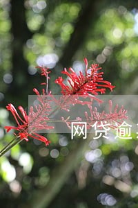 网贷逾期会不会有人上门催收 网贷逾期会不会有人上门催收