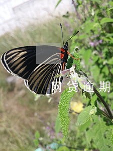 网贷逾期会不会来出租房 网贷逾期会不会来出租房