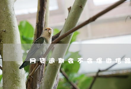 网贷逾期会不会爆微信跟qq