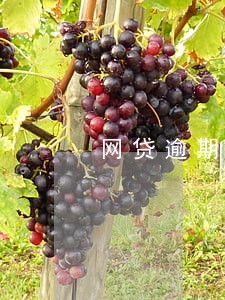 网贷逾期会不会立案处理