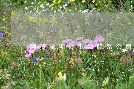 网贷逾期会不会联系公司 网贷逾期会不会联系公司