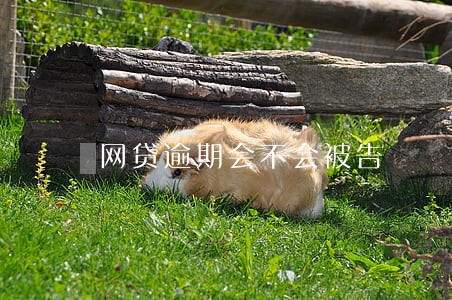 网贷逾期会不会被告