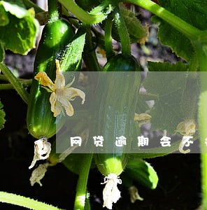 网贷逾期会不会通知村委会 网贷逾期会不会通知村委会