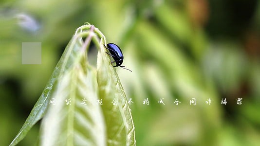网贷逾期会不构成合同诈骗罪 网贷逾期会不构成合同诈骗罪