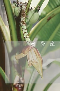 网贷逾期会冻结花呗吗