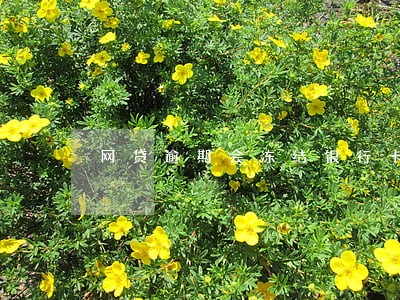网贷逾期会冻结银行卡不 网贷逾期会冻结银行卡不