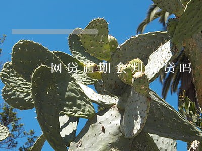 网贷逾期会判骗贷吗 网贷逾期会判骗贷吗