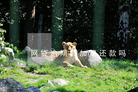 网贷逾期会加速还款吗 网贷逾期会加速还款吗