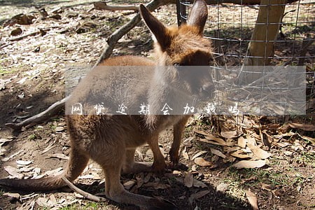 网贷逾期会加钱吗 网贷逾期会加钱吗