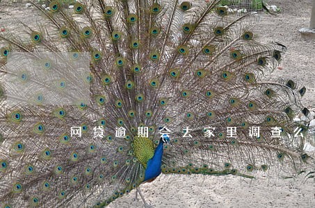 网贷逾期会去家里调查么 网贷逾期会去家里调查么