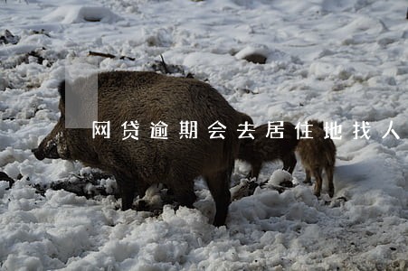 网贷逾期会去居住地找人吗 网贷逾期会去居住地找人吗
