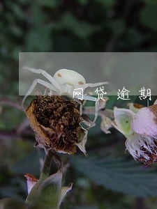 网贷逾期会去村委会吗 网贷逾期会去村委会吗