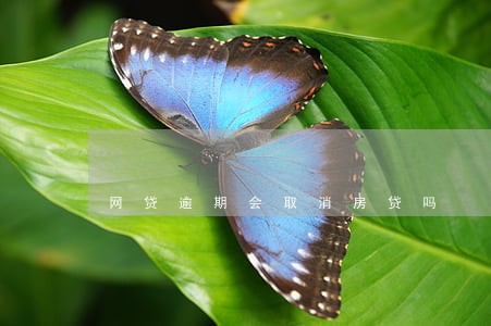 网贷逾期会取消房贷吗 网贷逾期会取消房贷吗