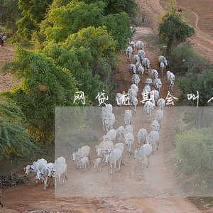 网贷逾期会叫人去家里吗 网贷逾期会叫人去家里吗