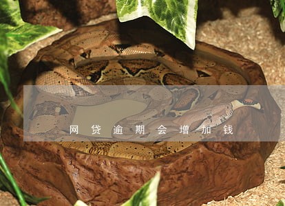 网贷逾期会增加钱 网贷逾期会增加钱