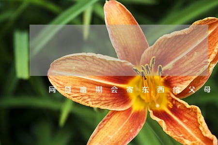 网贷逾期会寄东西给父母吗 网贷逾期会寄东西给父母吗