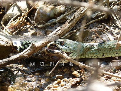 网贷逾期会寄律师函到公司吗