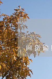 网贷逾期会寄邮件吗 网贷逾期会寄邮件吗