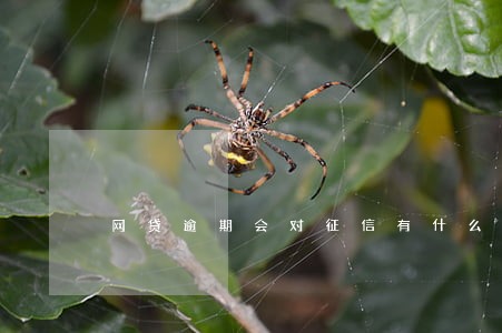 网贷逾期会对征信有什么影响 网贷逾期会对征信有什么影响