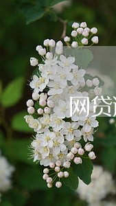 网贷逾期会对营业执照有影响吗 网贷逾期会对营业执照有影响吗