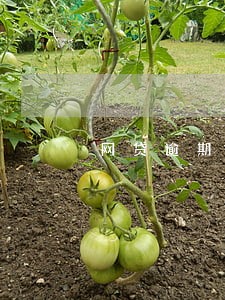 网贷逾期会带人到户籍地吗 网贷逾期会带人到户籍地吗