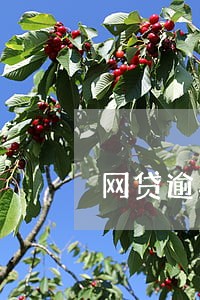 网贷逾期会张贴公告栏 网贷逾期会张贴公告栏