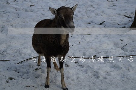 网贷逾期会彩信爆照片吗 网贷逾期会彩信爆照片吗