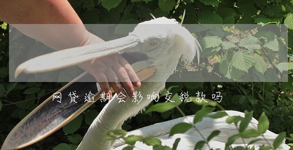 网贷逾期会影响交税款吗 网贷逾期会影响交税款吗