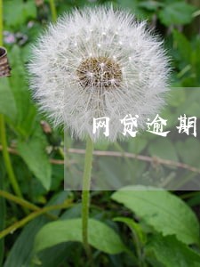网贷逾期会影响信用卡透支吗