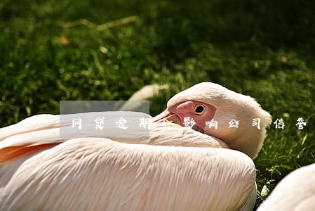 网贷逾期会影响公司信誉吗 网贷逾期会影响公司信誉吗