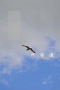 网贷逾期会影响养老吗 网贷逾期会影响养老吗