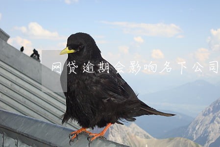 网贷逾期会影响名下公司吗 网贷逾期会影响名下公司吗