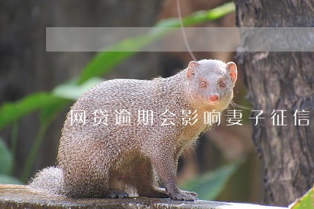 网贷逾期会影响妻子征信嘛 网贷逾期会影响妻子征信嘛