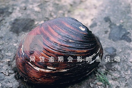 网贷逾期会影响当兵吗 网贷逾期会影响当兵吗